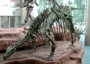 Tuojiangosaurus skeleton