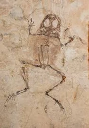 A Liaobatrachus Fossil