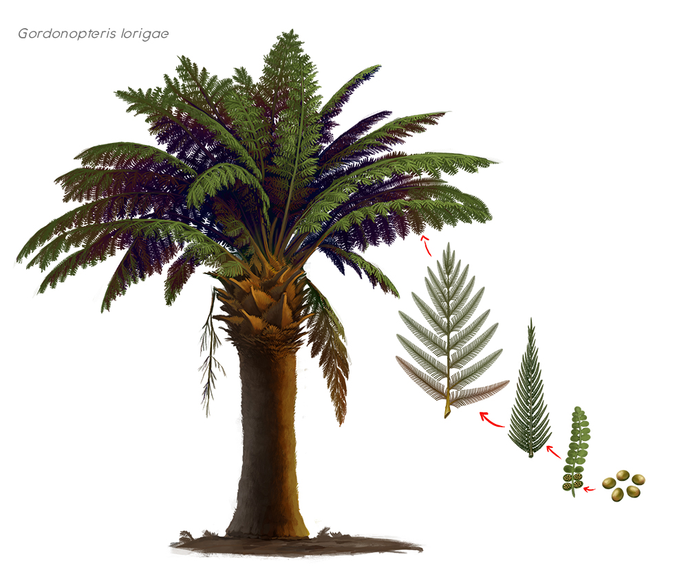 triassic fern