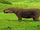 Malasaurus