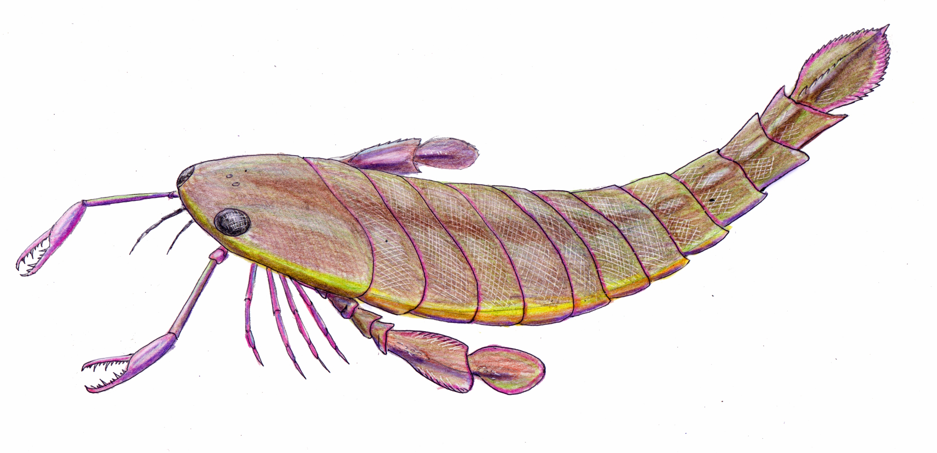 pterygotus