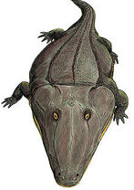 220px-Mastodonsaurus3.jpg