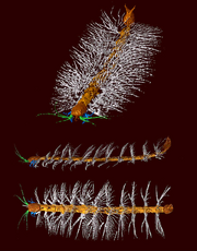 3D reconstruction of Enalikter aphson