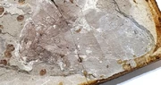 A Picture of an Anthoscytina Specimen