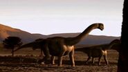 Camarasaurus