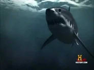 JFCMegalodon.jpg (8 KB) Megalodon as portrayed in Jurassic Fight Club