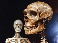 Homo Neanderthalensis in foreground, Homo Sapien in background