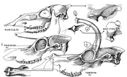 Aletomeryx marslandensis and A. soctti (N.S.M. and M.C.Z