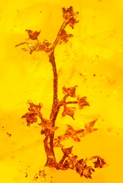 Micropetasos burmensis in amber