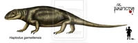 Haptodus garnettensis by Theropsida.jpg (33 KB) Haptodus garnettensis.
