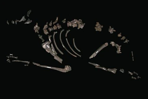 Lycaon sekowei Dinopedia Fandom