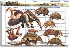 Xenarthra - Wikipedia