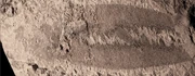 A. cf