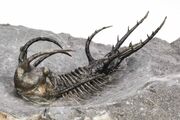 Ceratarges fossil