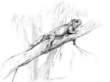 Pristiguana