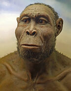 Homo rudolfensis.