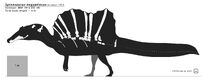 Spinosaurus Aegyptiacus holotype model skeletal