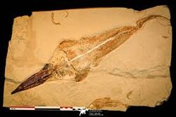 Libanopristis