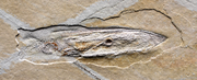 Plesioteuthis prisca fossil