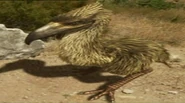 NatGeo Terror Bird.png (677 KB) Prehistoric Predators Kelenken.