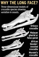 Longer snouted crocodilian species bear some noticeable similiarities to Spinosauridae species