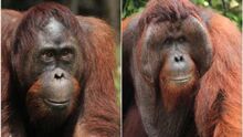 Orangutan.jpeg