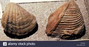 Pholadomya-lirata-j-sowerby-a-bivalve-that-burrowed-into-soft-sea-EC7N1D