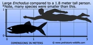 Size-0.jpg (81 KB) Enchodus Size.