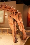 Spinosaurus skull reconstruction close-up