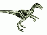 Beelemodon