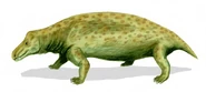Jonkeria haughtoni.