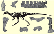 Laquintasaura venezuelae fossils