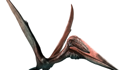 Quetzalcoatlus, Dinopedia