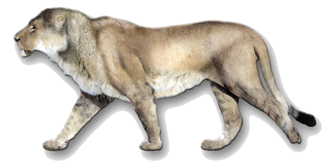 cave lion size comparison