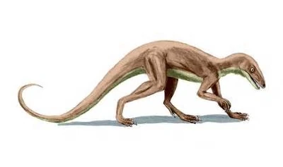 Marasuchus