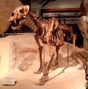 Skeleton of Homotherium serum