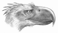 A reconstruction of the head of Andalgalornis