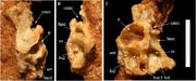 Hulsanpes braincase wall f683