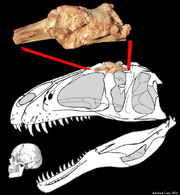 O-SAURONIOP-SSKULL-RECONSTRUCTION-COMPARED-HUMAN-570