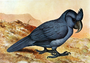 Restoration of the Broad-billed Parrot in 1907