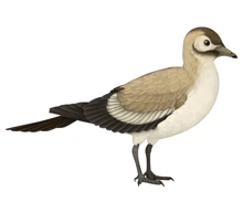 Songlingornis