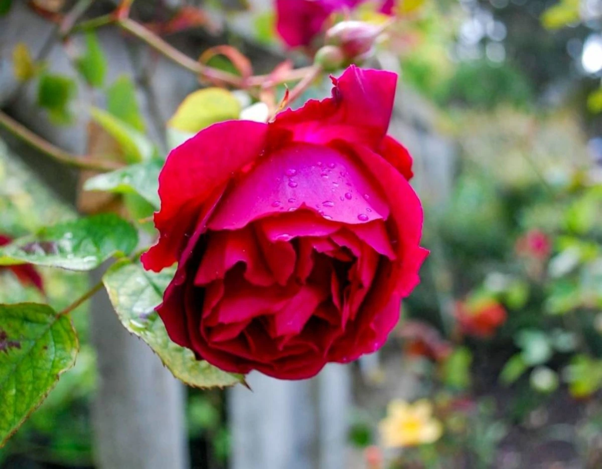 Площадь роза Площадь роза