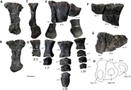 Comptonatus fossil materials