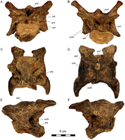 Dahalokely cervical vertebra