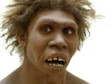 Homo erectus