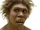 Homo erectus