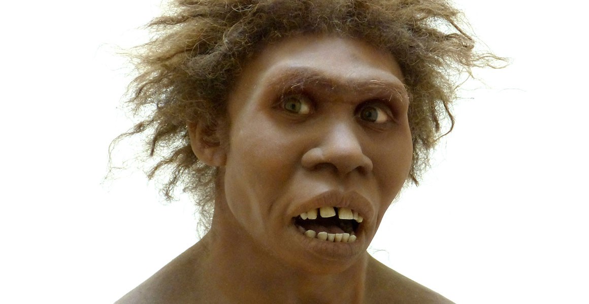 Homo Erectus Dinopedia Fandom homo-erectus-dinopedia-fandom