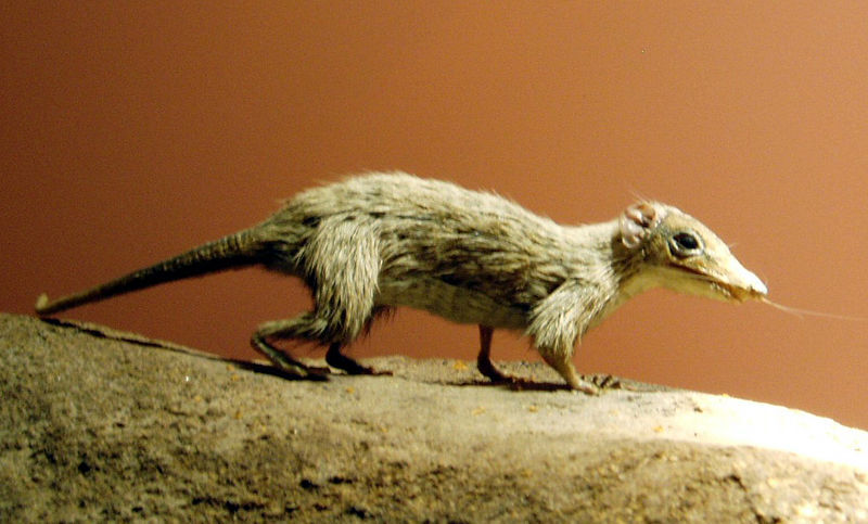 Megazostrodon | Dinopedia | Fandom Megazostrodon | Dinopedia | Fandom