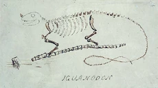 The first reconstruction of Iguanodon by Mantell