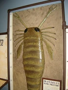 Eurypterus physical model